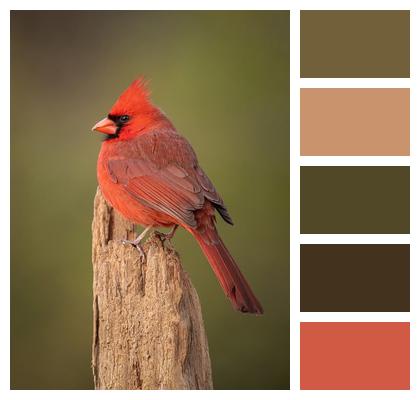 Bird Cardinal Northern Cardinal Image